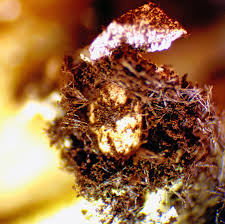 Attēlu rezultāti vaicājumam “Diderma roanense”