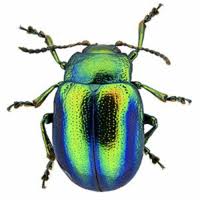 Attēlu rezultāti vaicājumam “Chrysolina fastuosa”