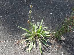 Attēlu rezultāti vaicājumam “Plantago lanceolata”