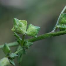 Attēlu rezultāti vaicājumam “Amaranthaceae”