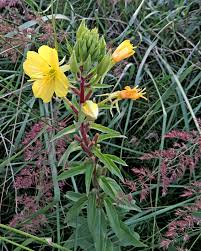 Attēlu rezultāti vaicājumam “Oenothera rubricauli”