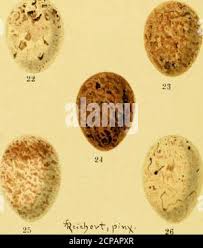 Attēlu rezultāti vaicājumam “Emberiza schoeniclus eggs”