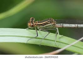 Attēlu rezultāti vaicājumam “Platycnemis pennipes female”