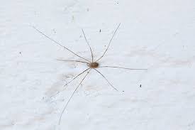 Attēlu rezultāti vaicājumam “Phalangium opilio”