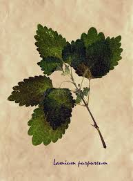 Attēlu rezultāti vaicājumam “Lamium purpureum leaf”