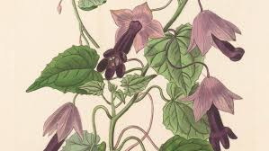 Image result for Rhodochiton atrosanguineum