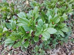 Attēlu rezultāti vaicājumam “Scopolia carniolica”