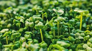 Image result for Gartenkresse