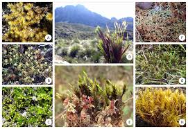 Attēlu rezultāti vaicājumam “Warnstorfia exannulata”