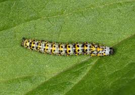 Attēlu rezultāti vaicājumam “Cucullia verbasci larva”