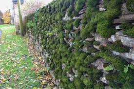 Attēlu rezultāti vaicājumam “Porella platyphylla macro”