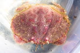 Image result for Cancer borealis