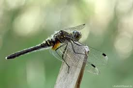 Attēlu rezultāti vaicājumam “Leucorrhinia albifrons”