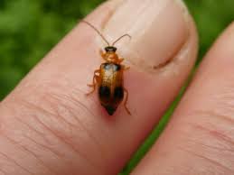 Attēlu rezultāti vaicājumam “Phyllobrotica quadrimaculata”