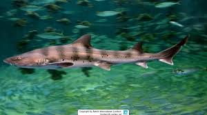 Image result for Triakis megalopterus