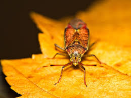 Attēlu rezultāti vaicājumam “Pantilius tunicatus”