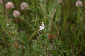 Image result for Euphrasia stricta