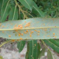 Attēlu rezultāti vaicājumam “Melampsora epitea”