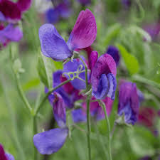 Attēlu rezultāti vaicājumam “Lathyrus”