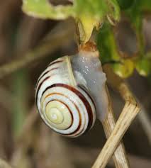 Attēlu rezultāti vaicājumam “Cepaea hortensis”