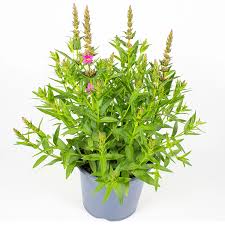 Image result for Blutweiderich