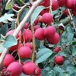 Attēlu rezultāti vaicājumam “Cotoneaster multiflorus fruit”