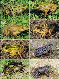 Attēlu rezultāti vaicājumam “Pelophylax”