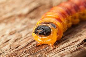 Attēlu rezultāti vaicājumam “Cossus cossus larva”