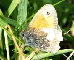 Attēlu rezultāti vaicājumam “Coenonympha pamphilus upperside”