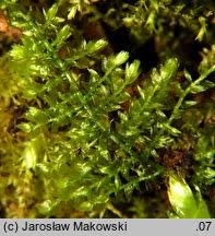 Attēlu rezultāti vaicājumam “Eurhynchium hians”