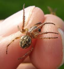 Attēlu rezultāti vaicājumam “Larinioides cornutus”