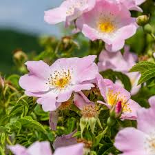 Image result for Rosengewächse