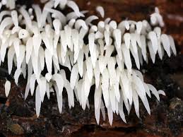 Attēlu rezultāti vaicājumam “Mucronella”