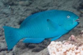 Image result for Chlorurus sordidus