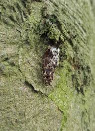 Attēlu rezultāti vaicājumam “Lymantria monacha pupa”