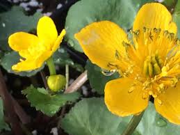 Attēlu rezultāti vaicājumam “Caltha palustris flower”
