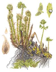 Attēlu rezultāti vaicājumam “Dryopteris expansa”