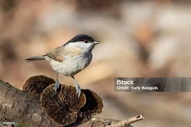 Attēlu rezultāti vaicājumam “Poecile palustris”