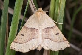 Attēlu rezultāti vaicājumam “Crocallis elinguaria imago”