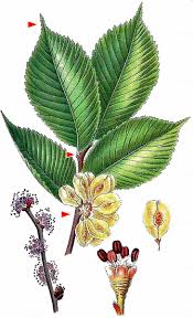 Attēlu rezultāti vaicājumam “Ulmus glabra”