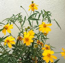 Attēlu rezultāti vaicājumam “Tagetes”