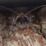 Attēlu rezultāti vaicājumam “Amphipyra livida”