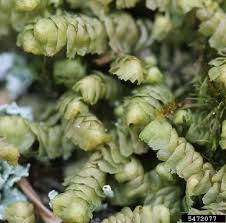 Attēlu rezultāti vaicājumam “Bazzania trilobata”