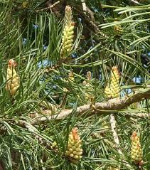 Attēlu rezultāti vaicājumam “Pinus sylvestris male flower”