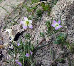 Attēlu rezultāti vaicājumam “Spergularia marina bud”