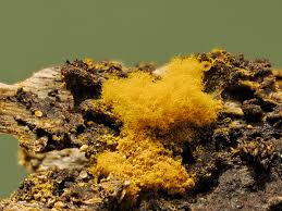 Attēlu rezultāti vaicājumam “Fuligo septica var. rufa spores”