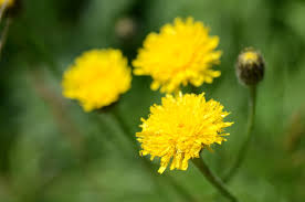 Attēlu rezultāti vaicājumam “Hypochaeris maculata”