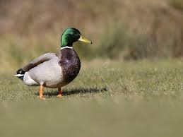 Attēlu rezultāti vaicājumam “Anas platyrhynchos juvenile”