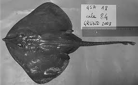 Image result for Leucoraja