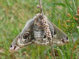 Attēlu rezultāti vaicājumam “Saturnia pavonia eggs”